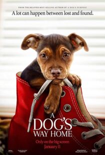 دانلود فیلم A Dog’s Way Home 20198110-1699948571