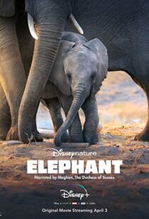 دانلود مستند Elephant 202038728-735397375