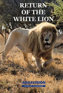 دانلود مستند Return of the White Lion 2008103488-360687442