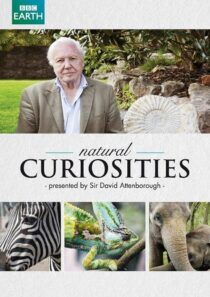 دانلود سریال Natural Curiosities382054-1278814408
