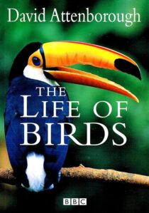 دانلود مستند The Life of Birds382058-1325240421