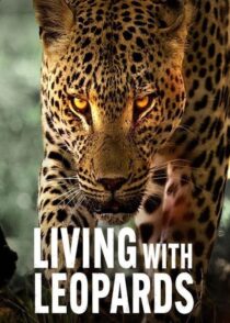 دانلود مستند Living with Leopards 2024400477-307279525