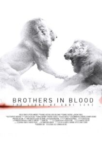 دانلود مستند Brothers in Blood: The Lions of Sabi Sand 2015424819-1507818092